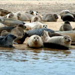 Seals at Blakeney